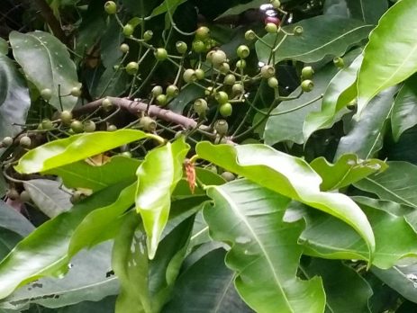 la-voi-co-tac-dung-gi-3